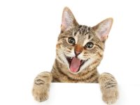 Bengal cat looking over a sign