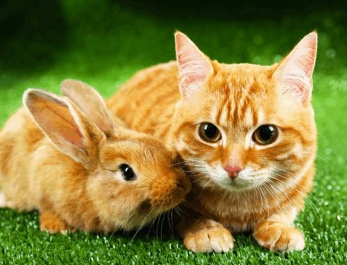 Spring Pet Safety Tips