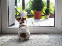 Jack russel terrier puppy sitting near door on white carped on t