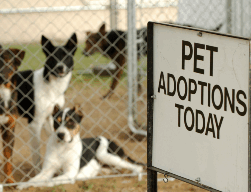 10 Reasons Why Rescue Animals Are the Best