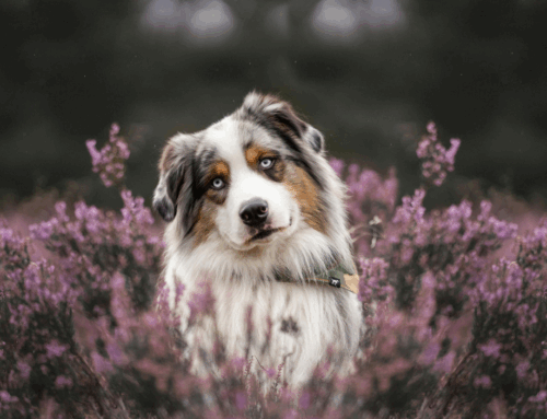 Beat The Heat: Tips for avoiding “hot dogs” this summer