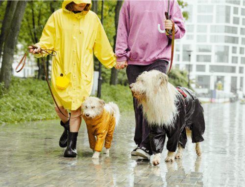 Rainy Day Dog Walking Essentials